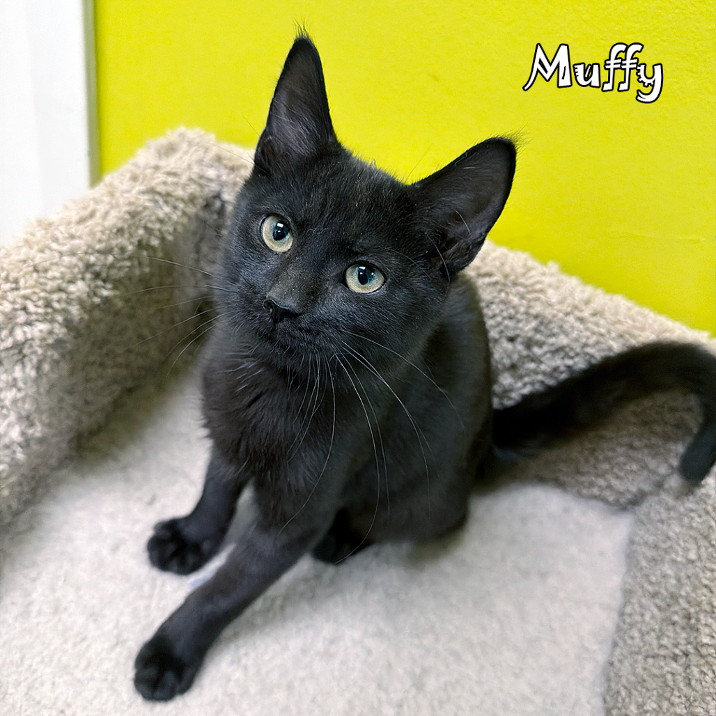 Muffy, an adoptable cat