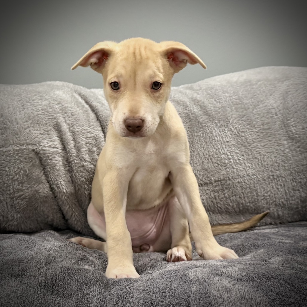 Nala — thumbnail 2