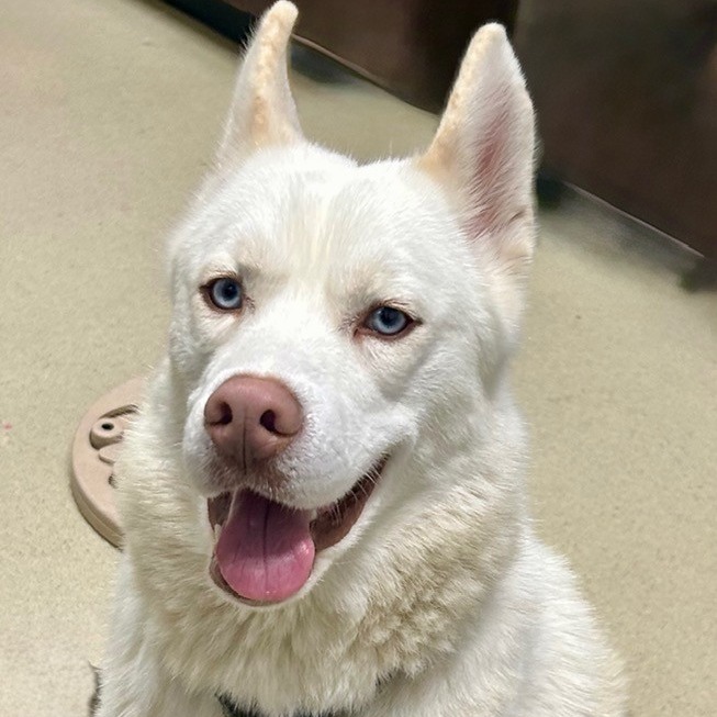 ECHO - Husky available for adoption