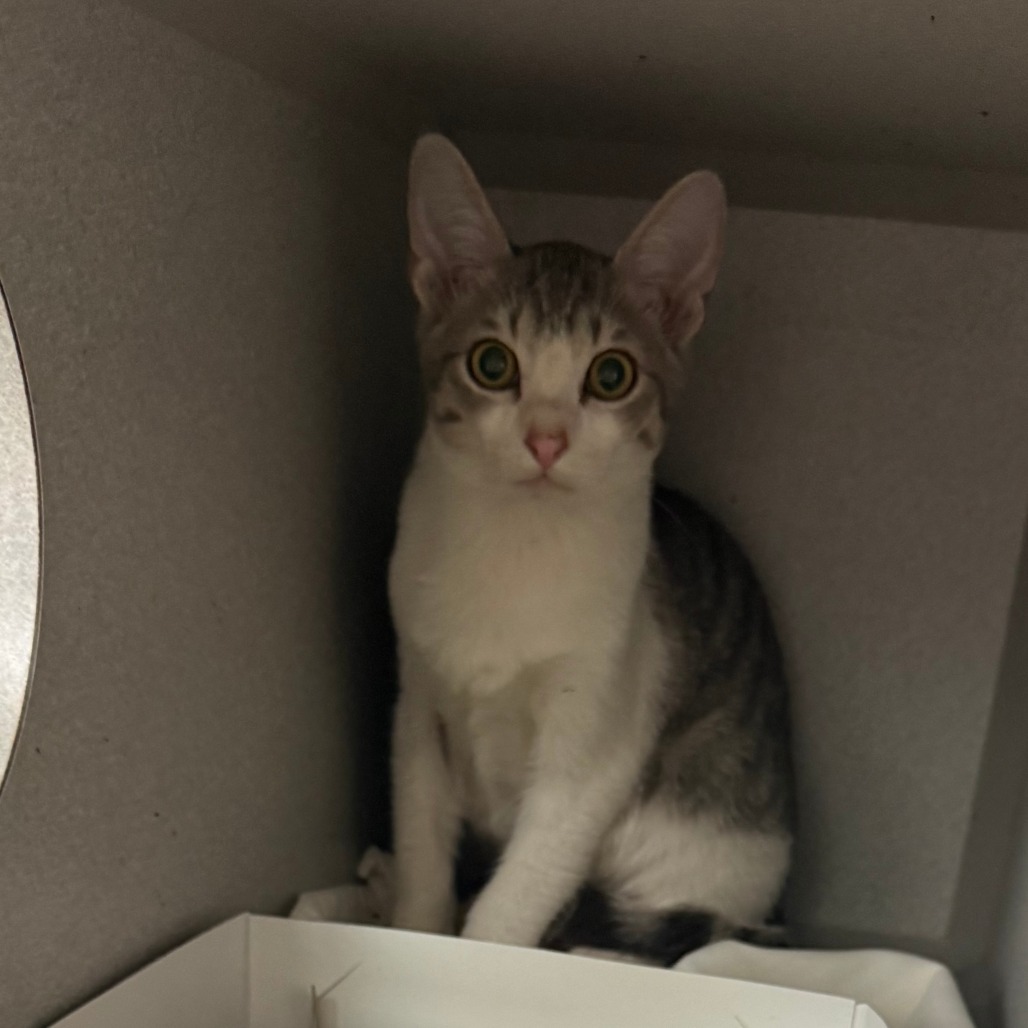 DRACO - Domestic Shorthair available for adoption