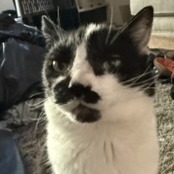 Photo of Moppett 3