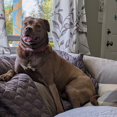 Rex, photo 29