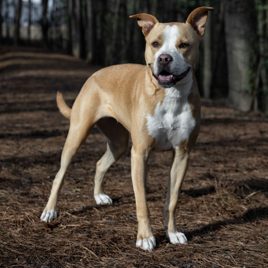 Bonnie 04-2230 is available for adoption at Royal Animal Refuge