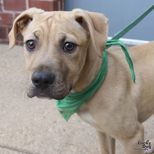 EMMIT - Terrier / Shepherd available for adoption