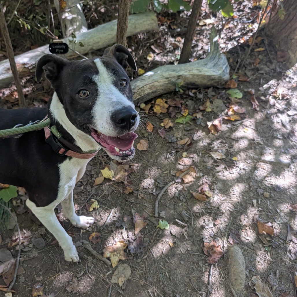 Lulu III, photo 5