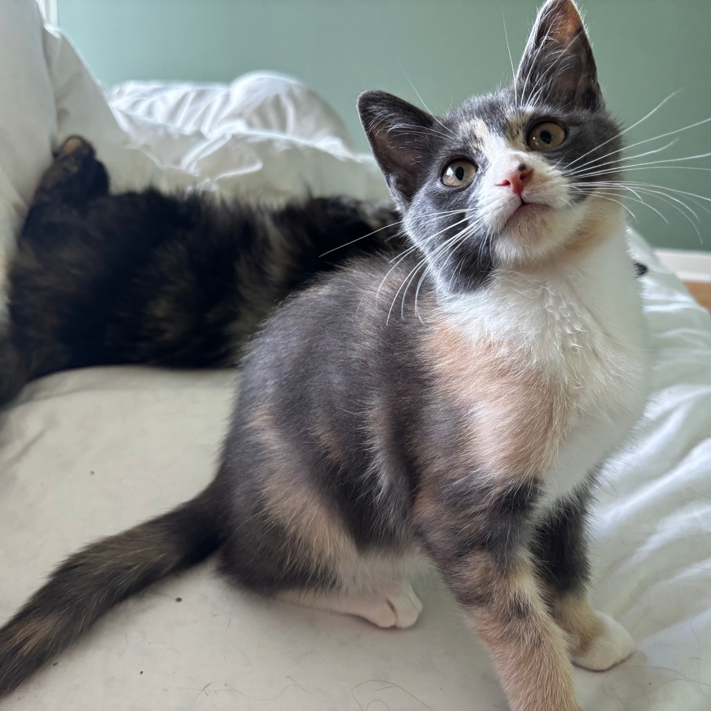 Photo of Skipper