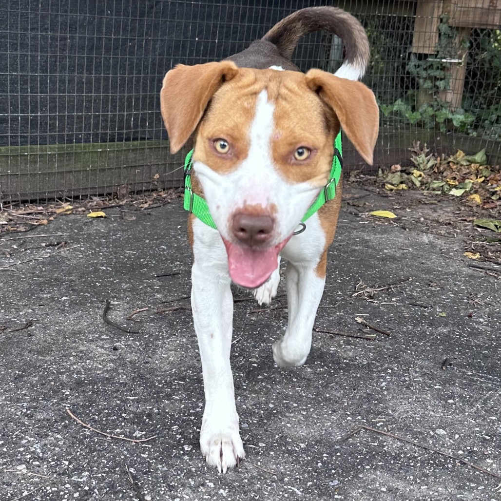 BABY - Terrier, American Pit Bull / Foxhound, American available for adoption