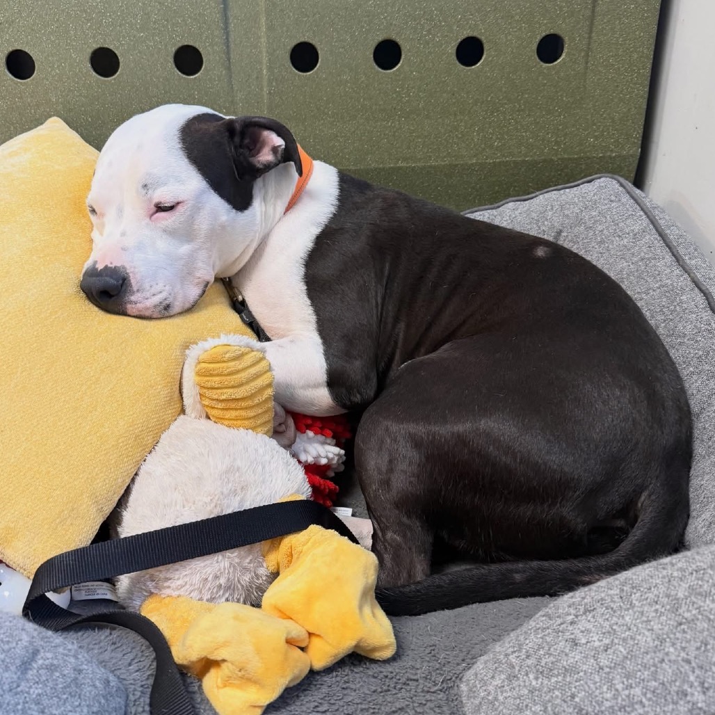 CHANCHO - Mixed Breed (Large) available for adoption