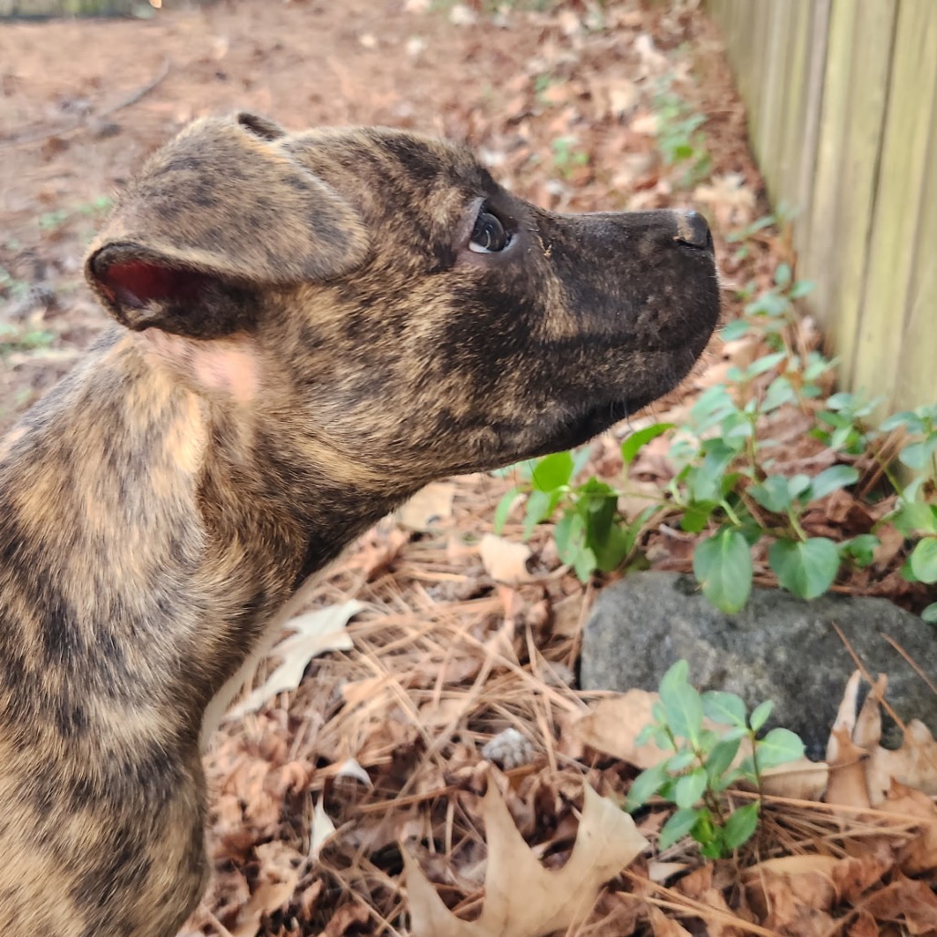 Pippy — thumbnail 4