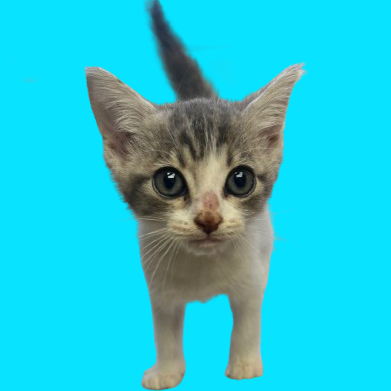  Photo of TUSC-Stray-82605