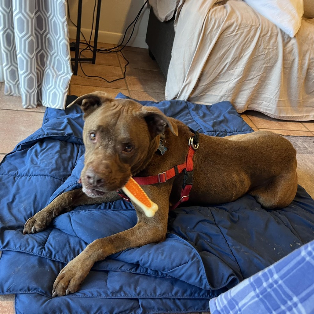 Scooby, photo 19