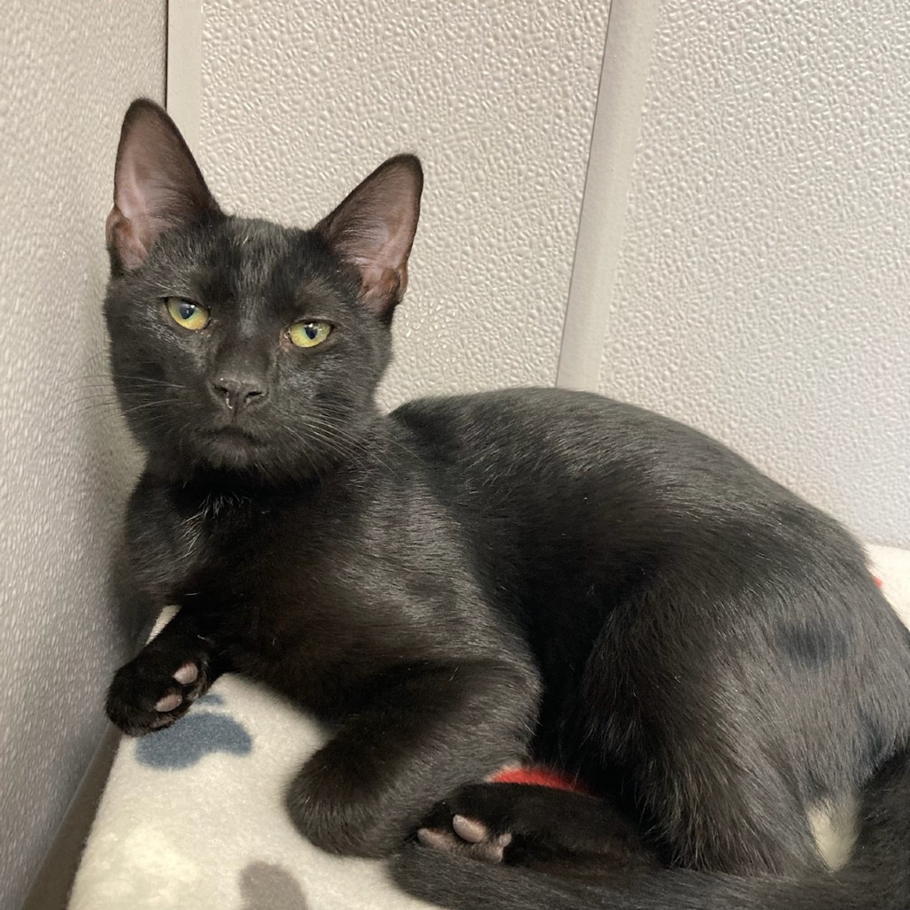 Salem