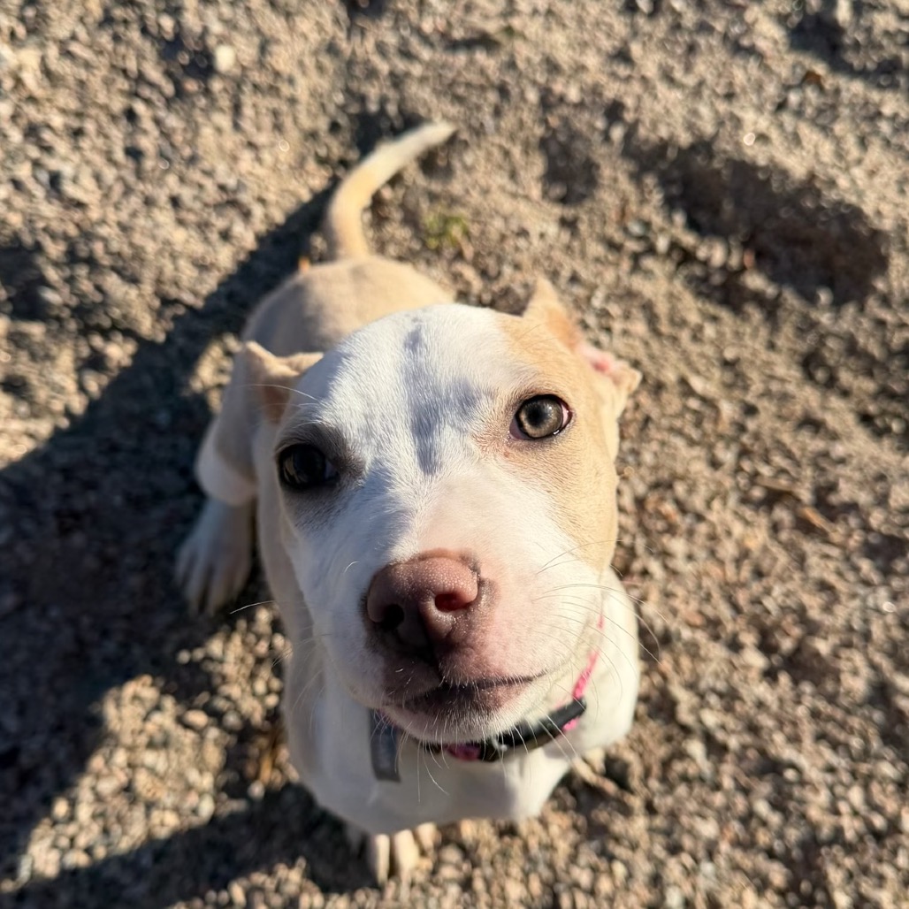 Rumble — thumbnail 5