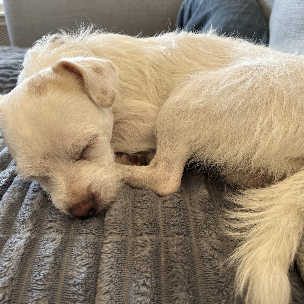Dusty, photo 5