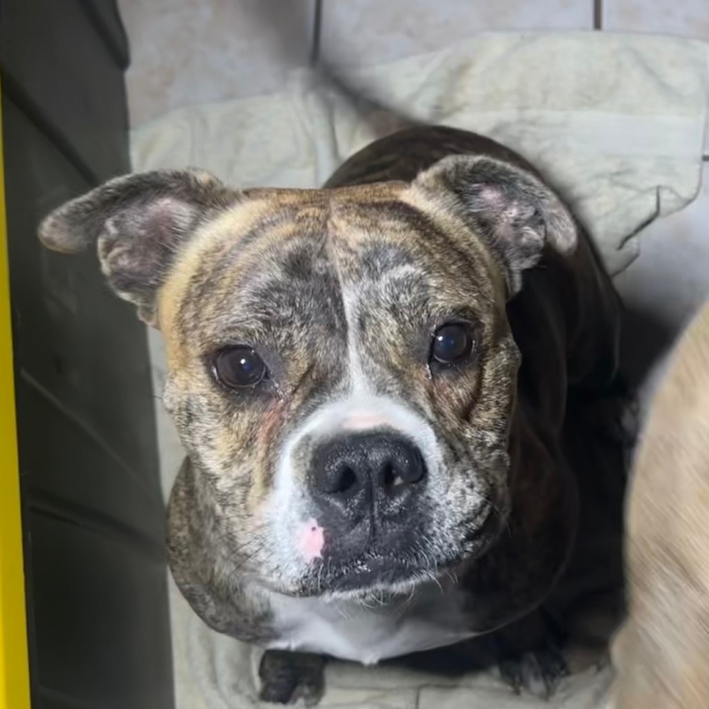 Good Boi, photo 11