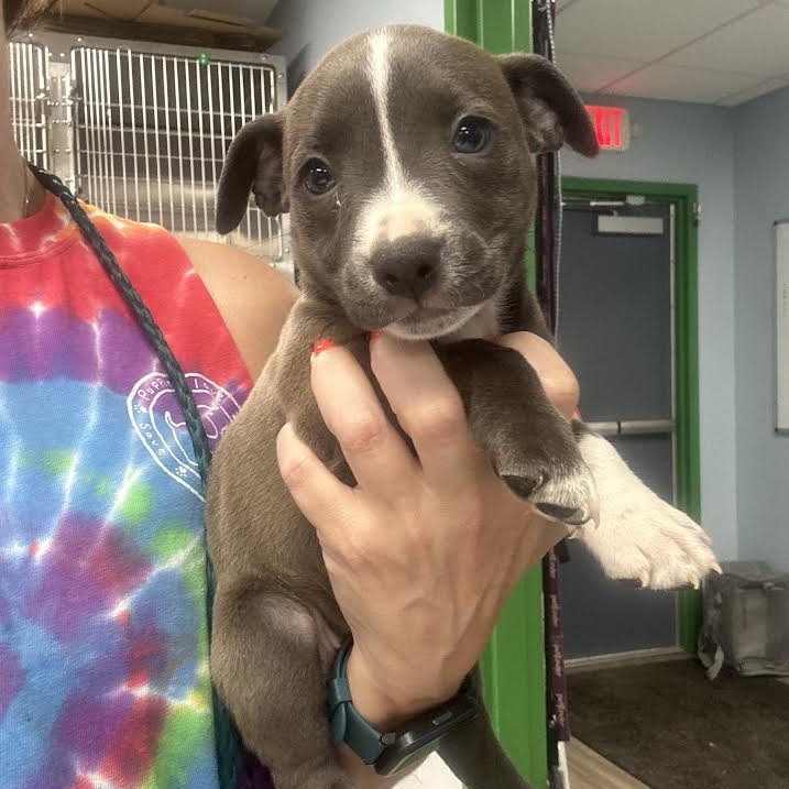 FREDA - Terrier / Mix available for adoption