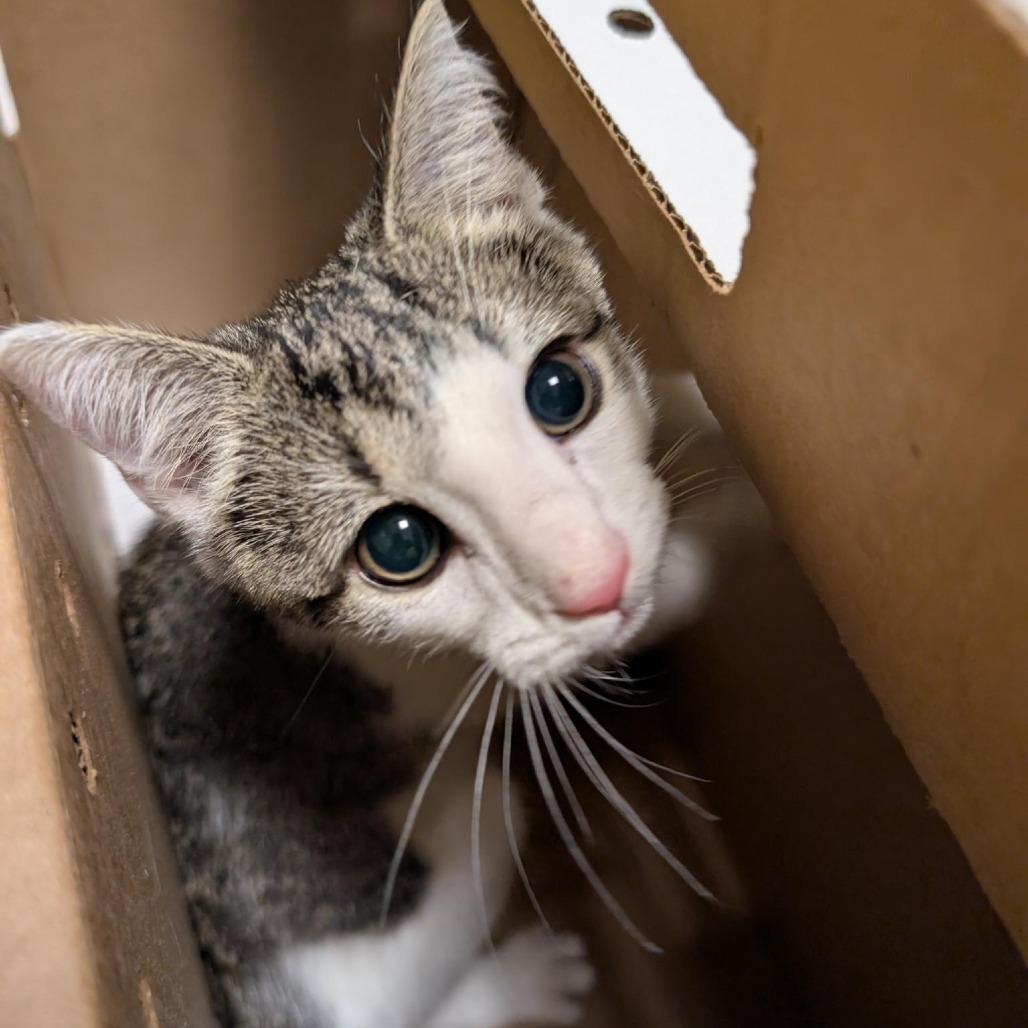 SPECK - Domestic Shorthair available for adoption