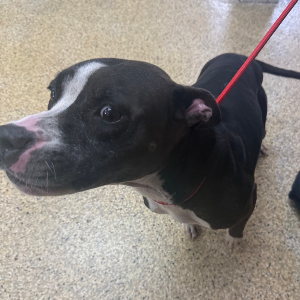 DOLLY - Terrier / American Pit Bull available for adoption