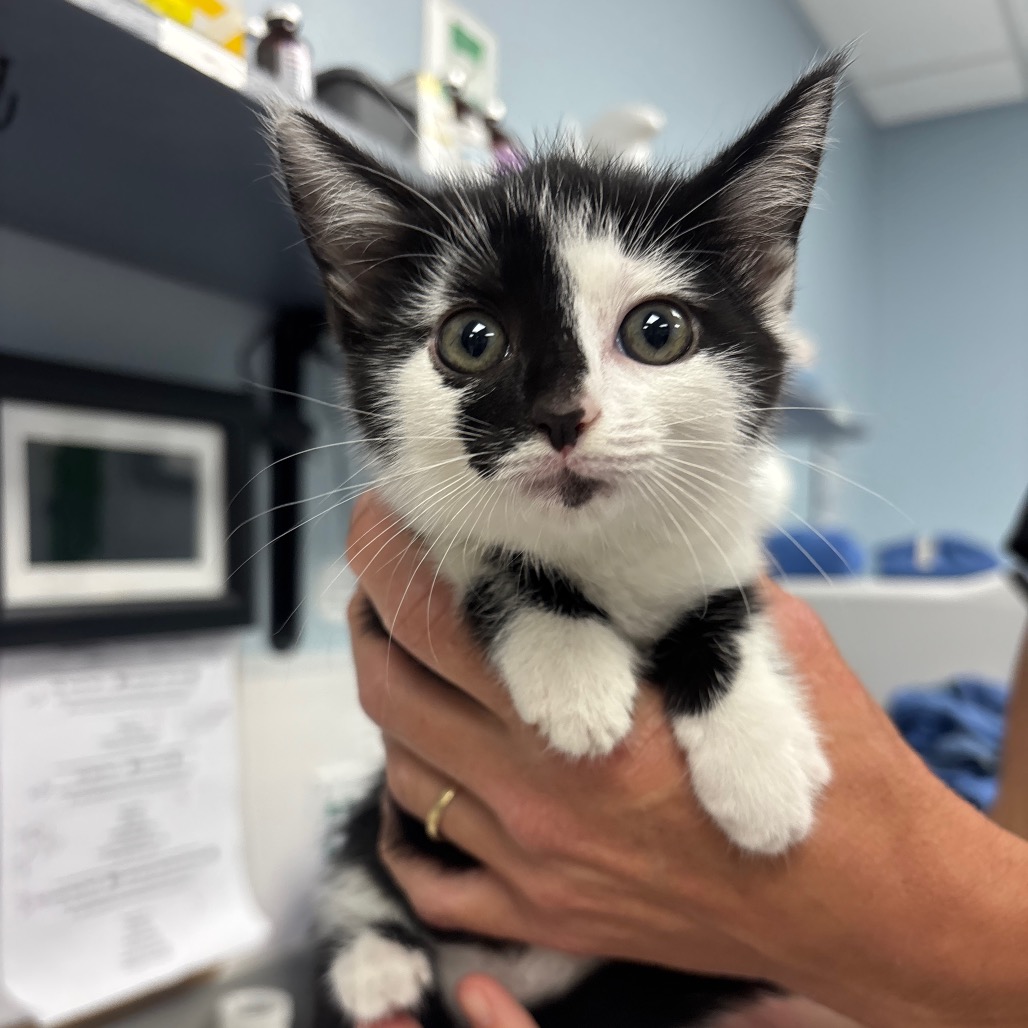 MERIDIAN - Domestic Shorthair available for adoption