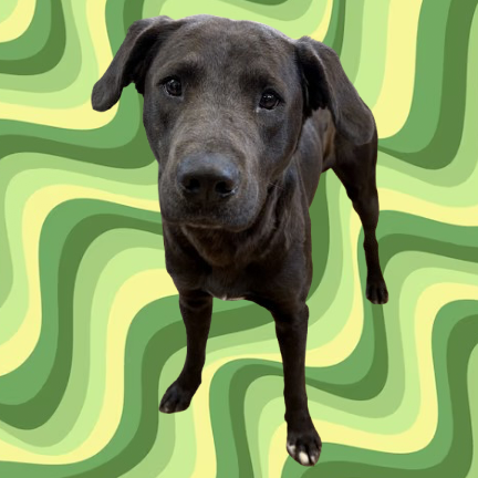 Onyx 