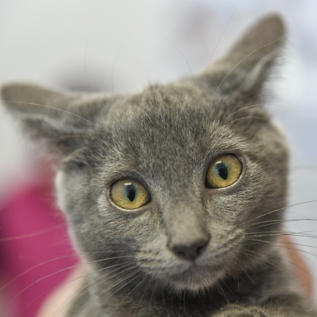 Toffee (brown collar) - Domestic Shorthair