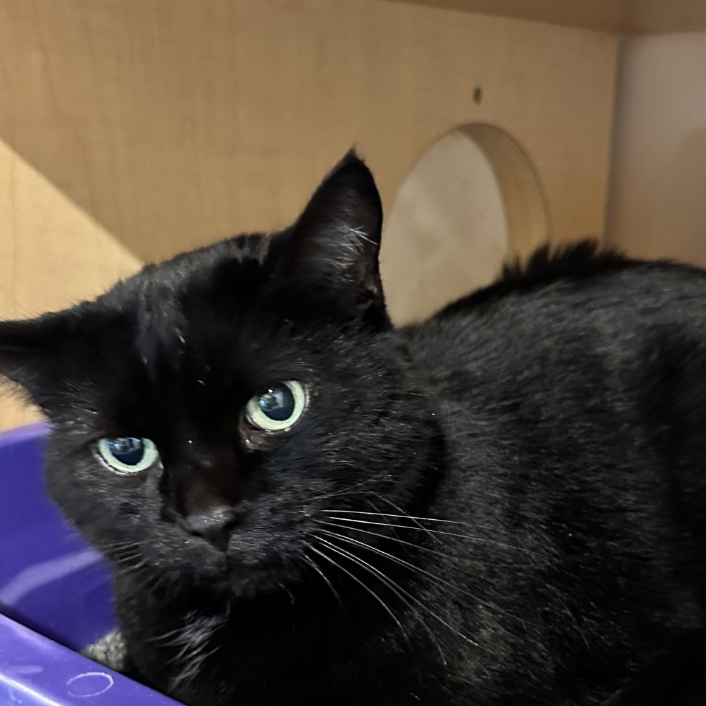 KODAK - Domestic Shorthair available for adoption