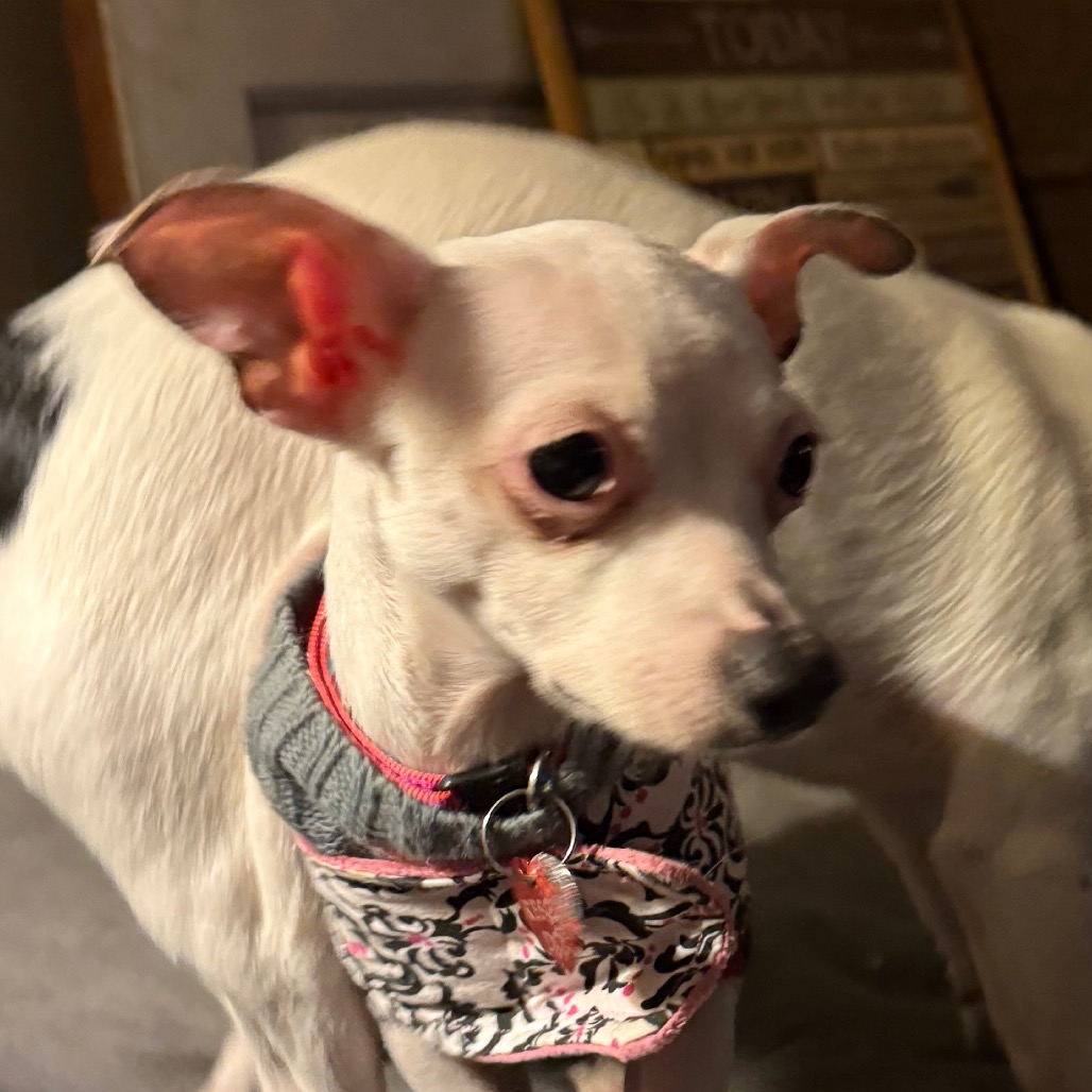 MINNIE, photo 4