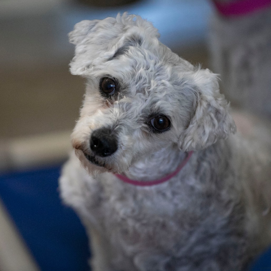 Tracey (AP26-67), photo 11