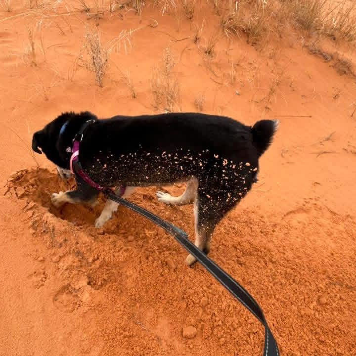 Roxy, photo 21
