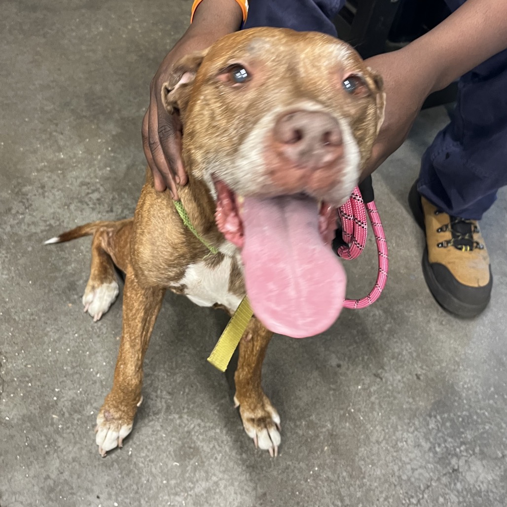 Nikki — thumbnail 3