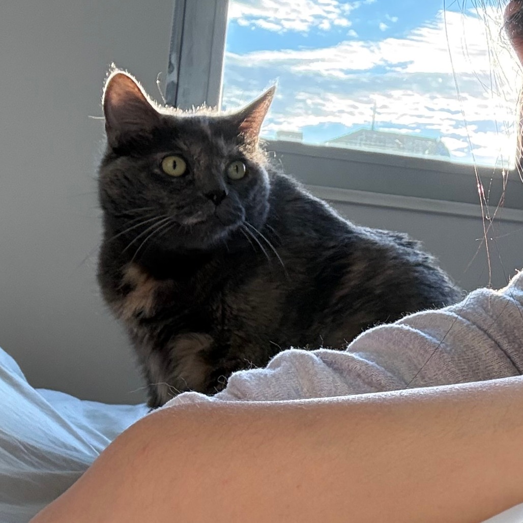 Dolly Purrton, photo 15