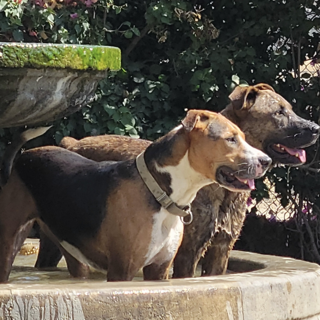 Puzzle, photo 39