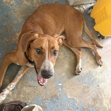 KING - Pointer / German Shorthaired available for adoption