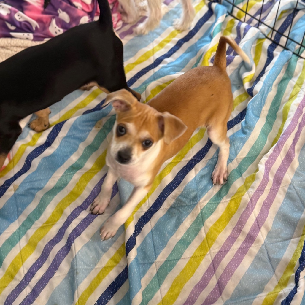 Mimi — thumbnail 3