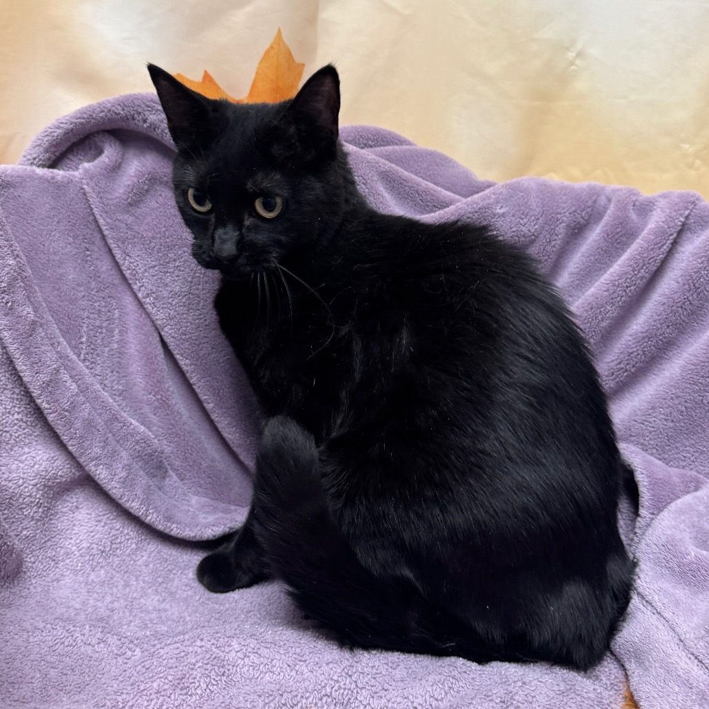 SABRINA - Domestic Shorthair available for adoption