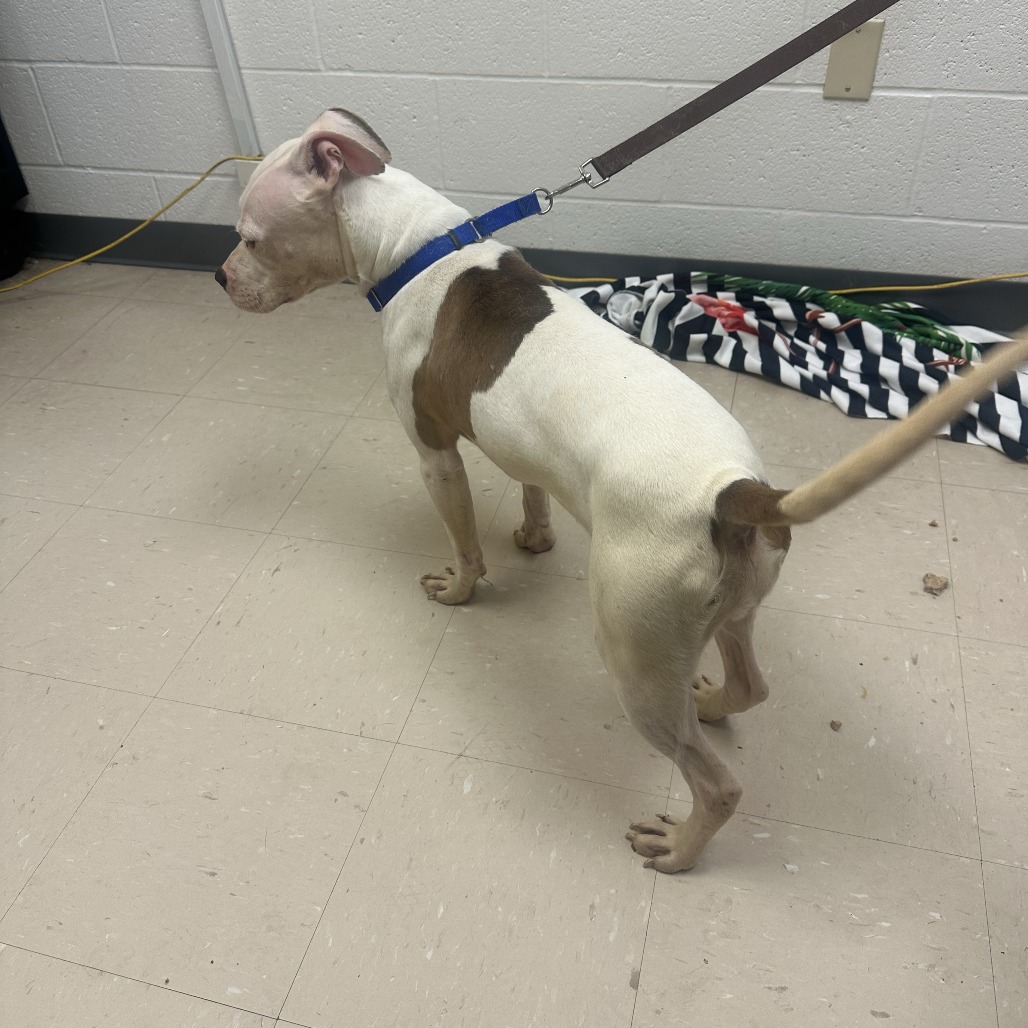 Photo of PGH-Stray-119990 4
