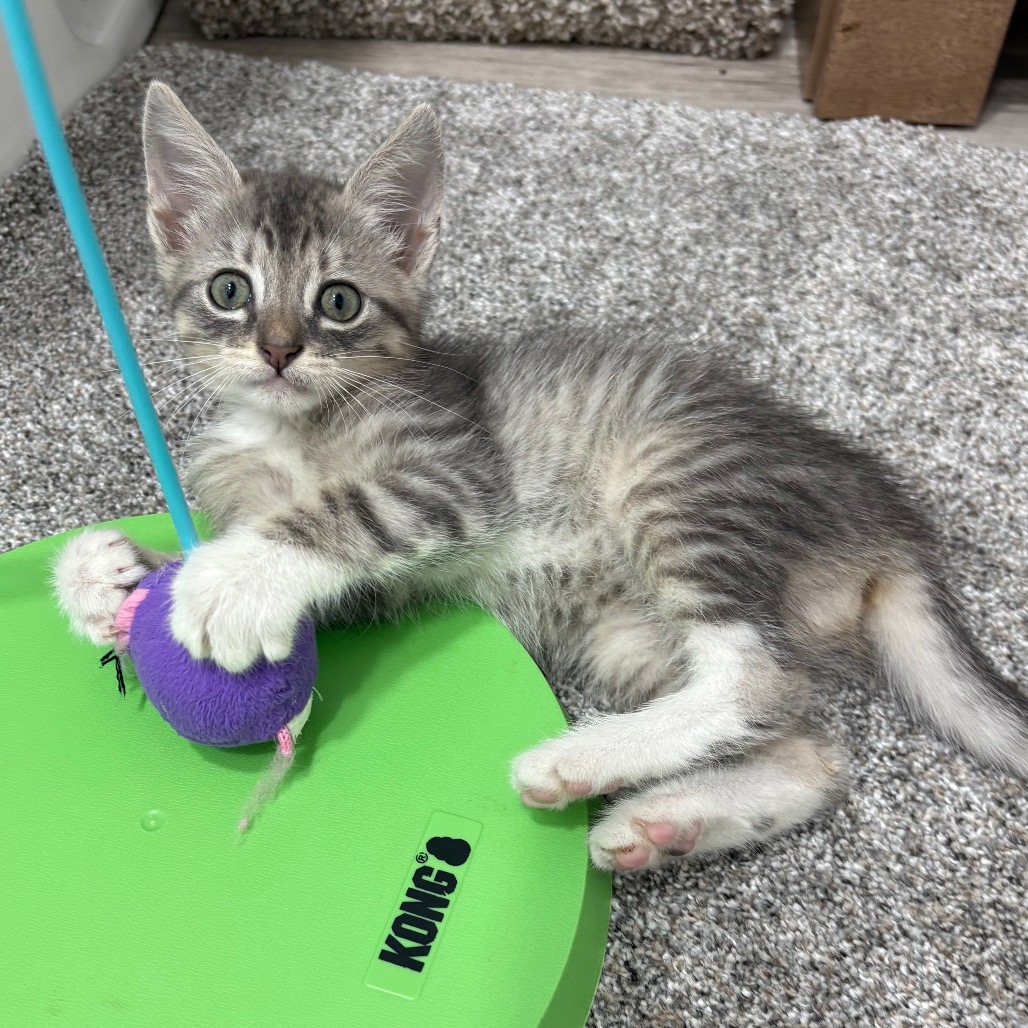 TINY - Domestic Shorthair available for adoption
