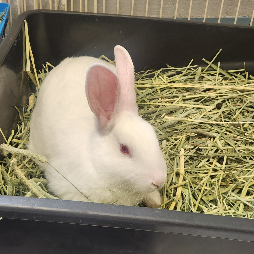 Marshmallow