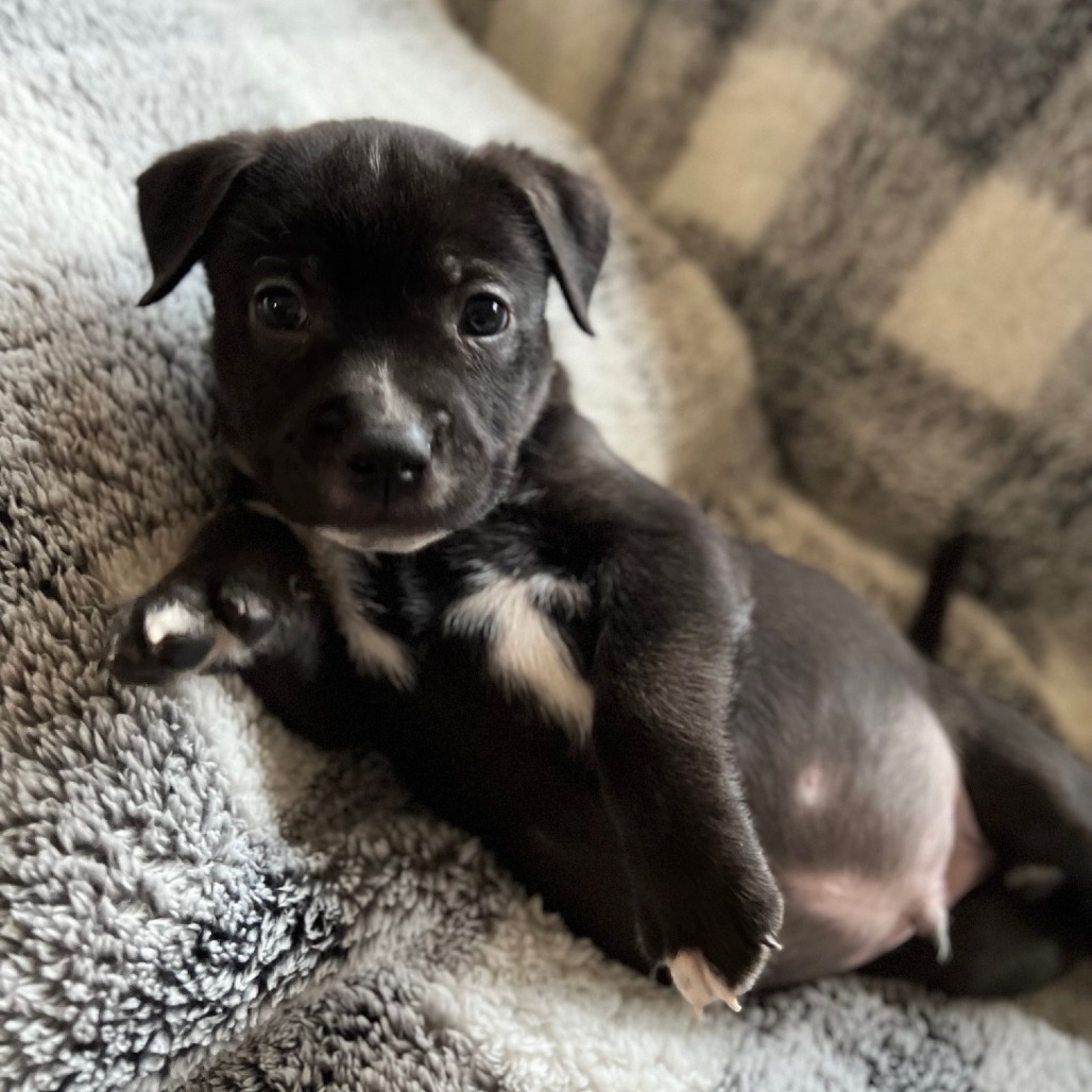 Misty's Pup- Red — thumbnail 5