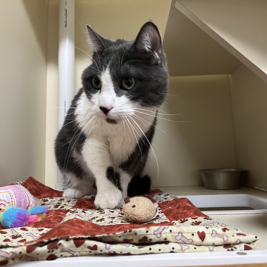 Rhino (Real name Stormy) — thumbnail 3