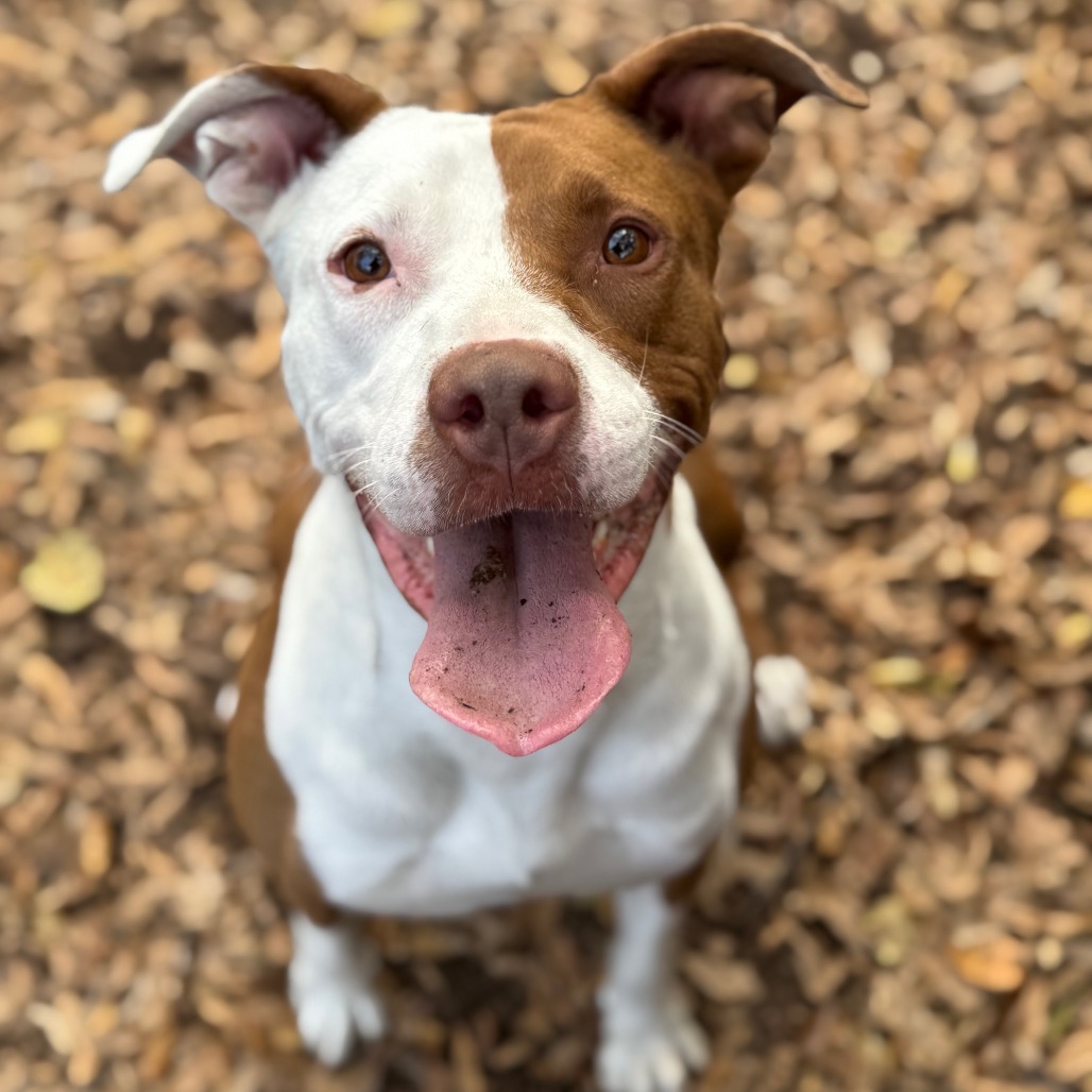 Smidgen is available for adoption at PAWS Atlanta