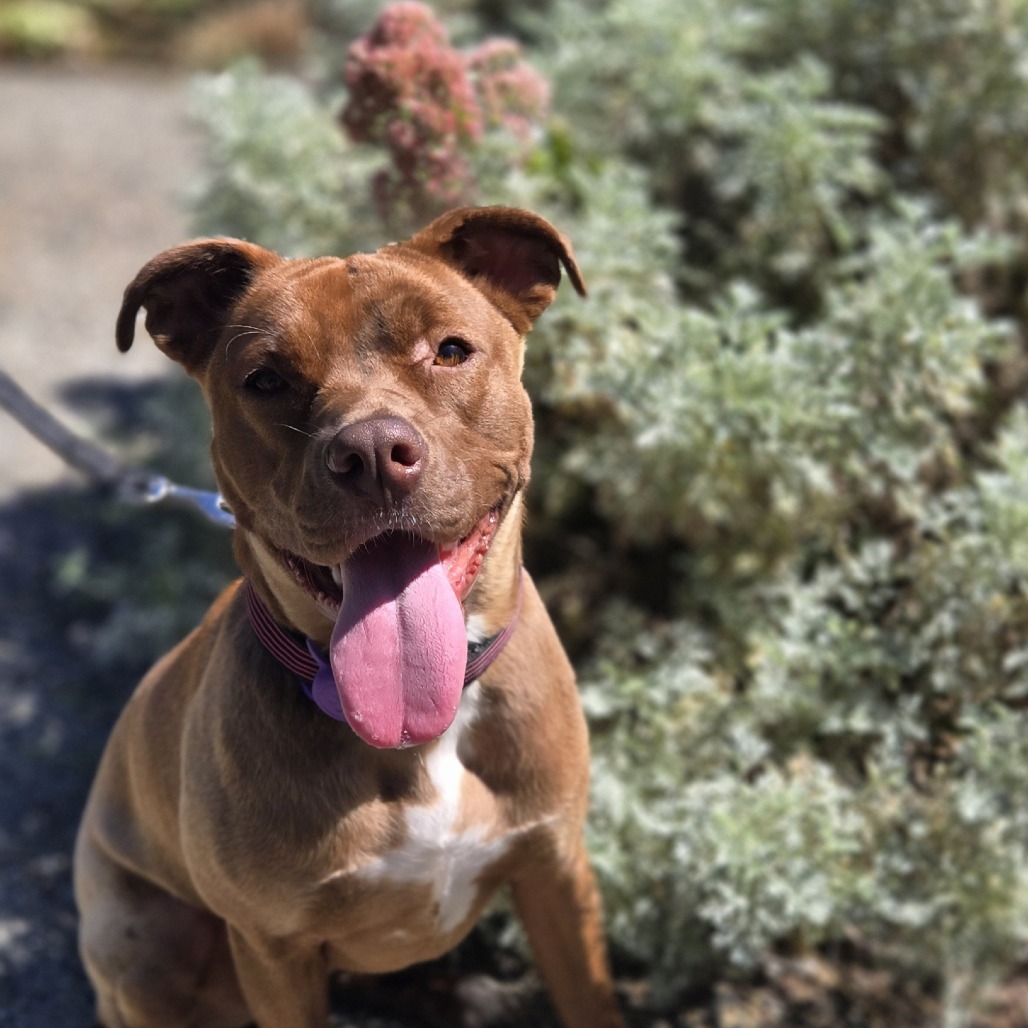 RITA - Mixed Breed (Medium) for adoption in Santa Rosa