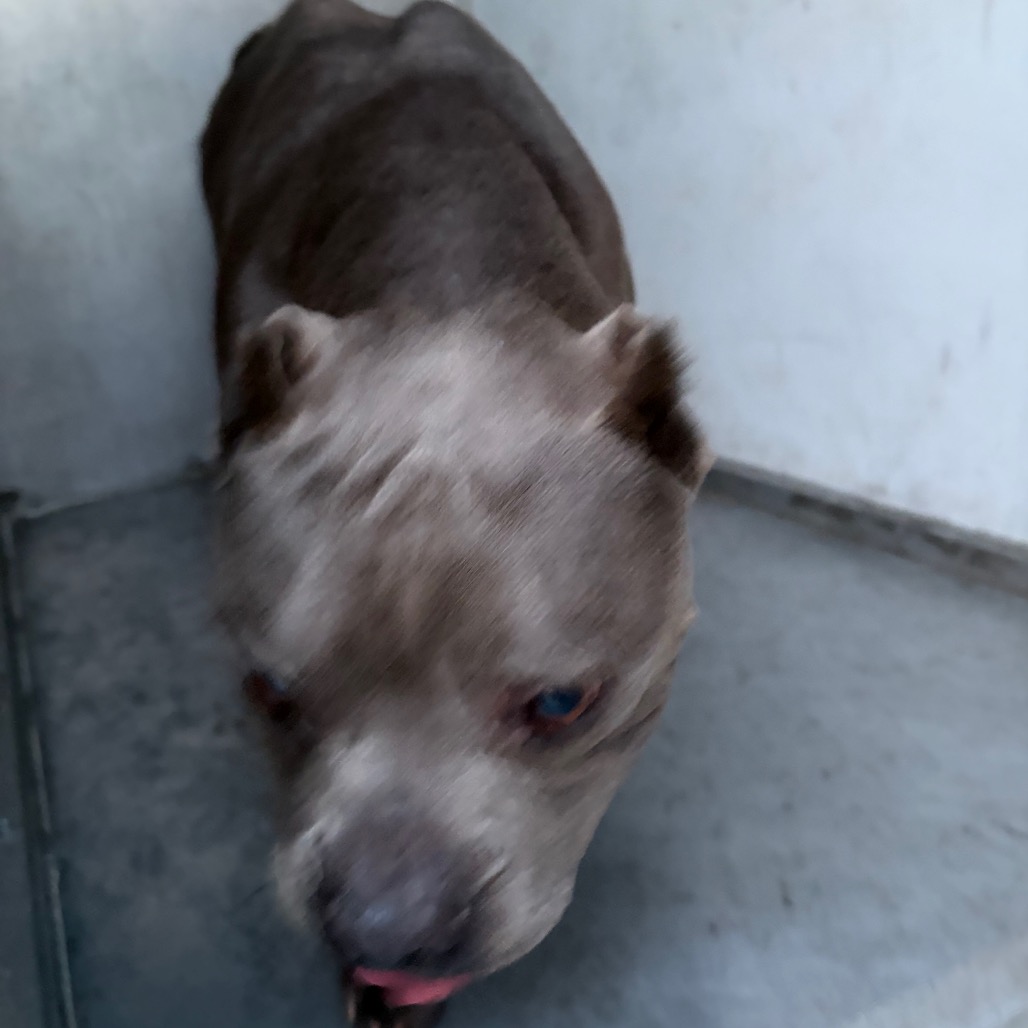EACS-STRAY-199623 - Terrier / American Pit Bull available for adoption