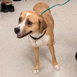 Makima — thumbnail 6