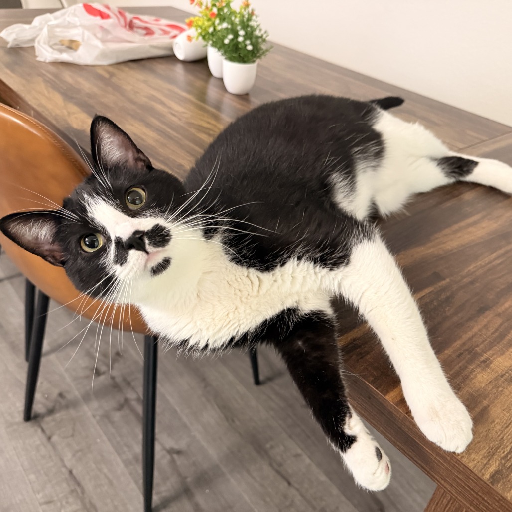 NIKO - Domestic Shorthair available for adoption