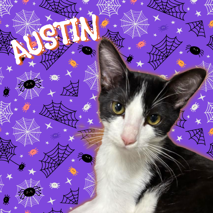 AUSTIN - Domestic Shorthair available for adoption