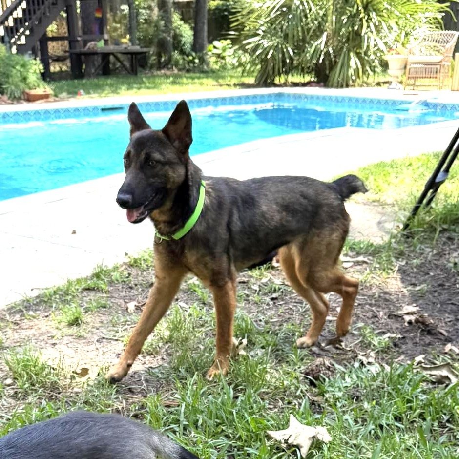 Mishka, photo 2