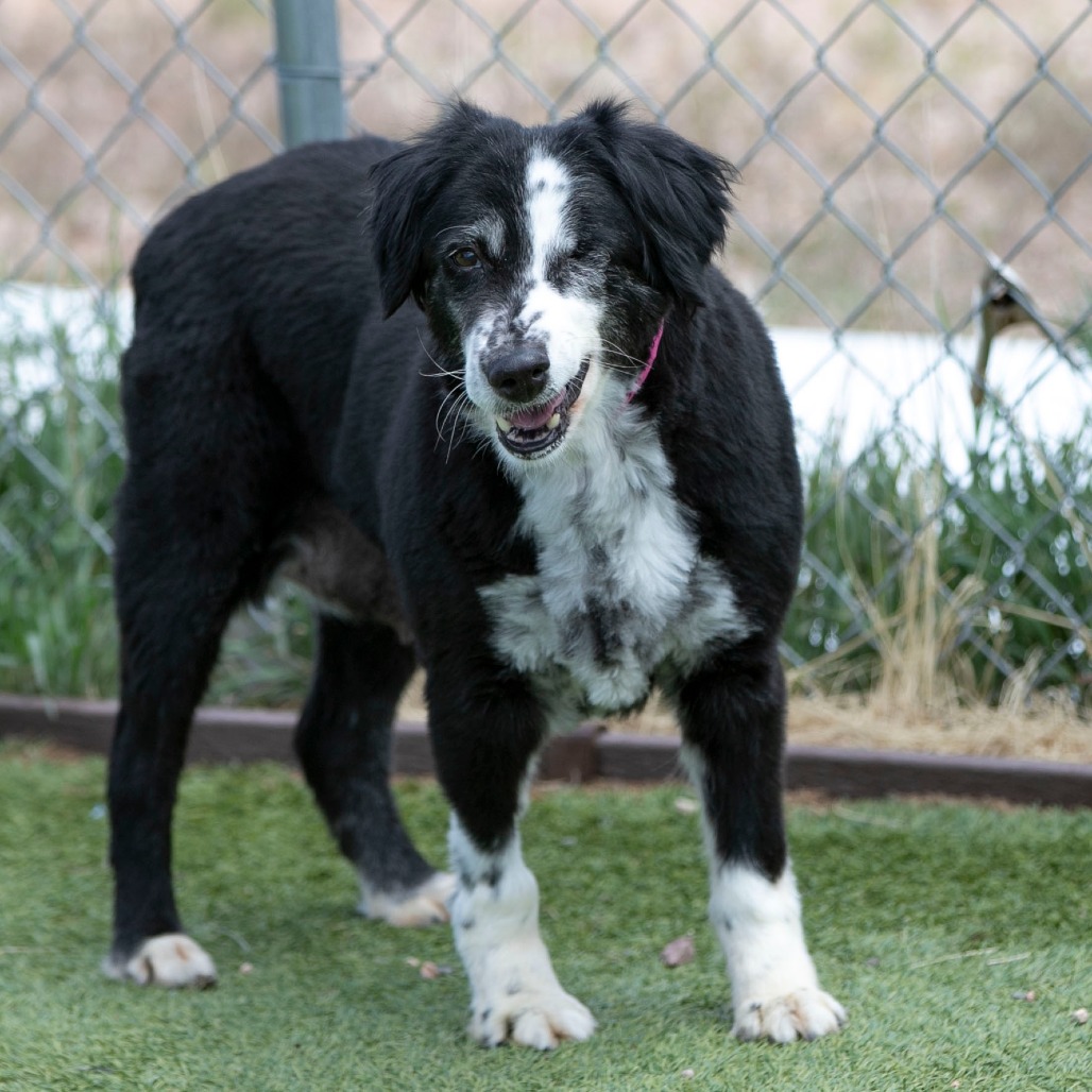 Skittles (MR26-329), photo 7
