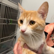 APOLLO - American Shorthair available for adoption