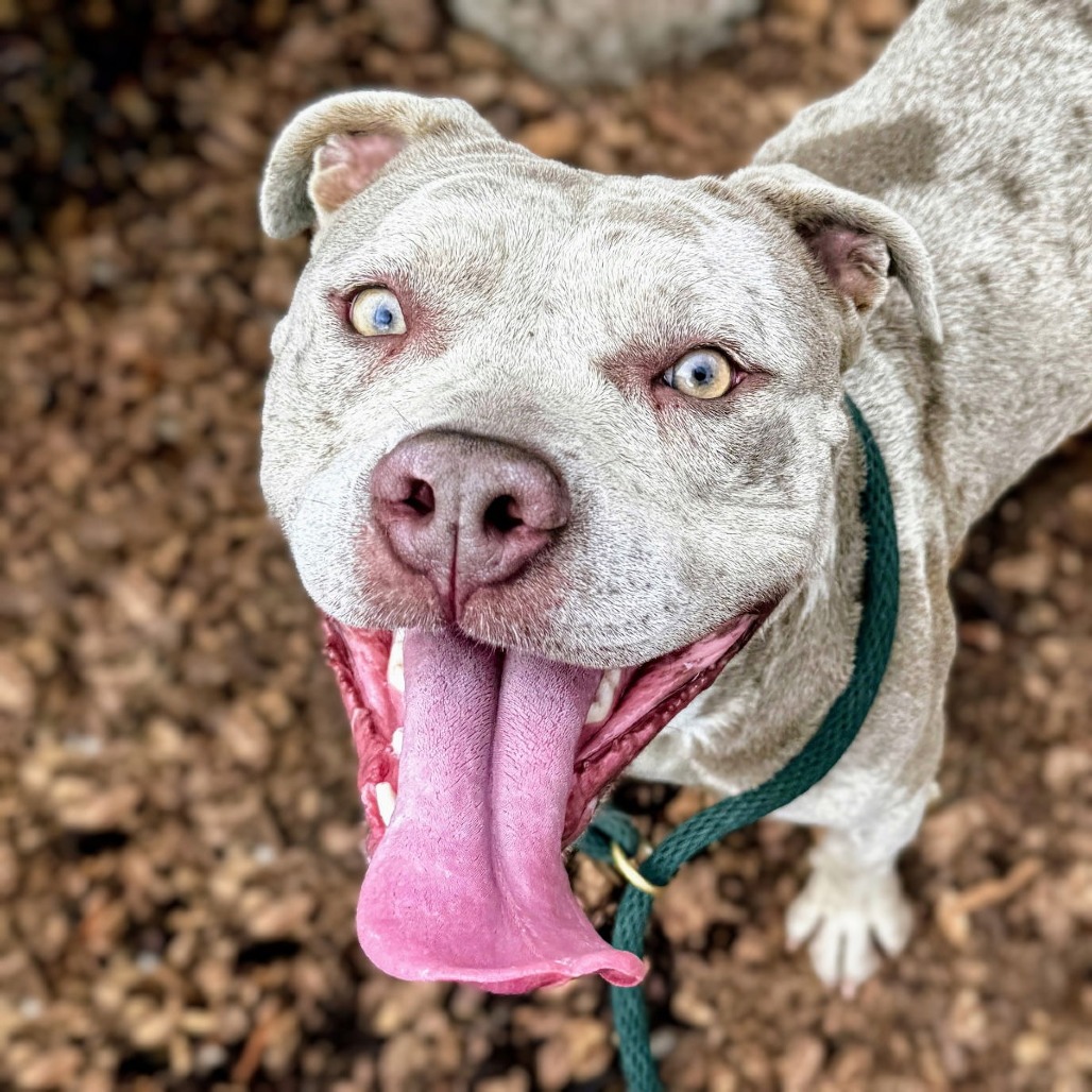 Pumpkin — thumbnail 3